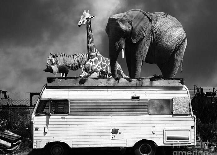 Transportation Greeting Card featuring the photograph Barnum and Bailey Goes On a Road Trip 5D22705 Black and White by Wingsdomain Art and Photography