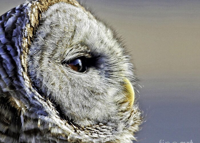 Barred Owl Greeting Card featuring the photograph Barred None by Jan Killian