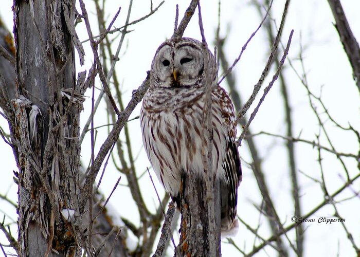 Owl Greeting Card featuring the photograph Barred Owl by Steven Clipperton