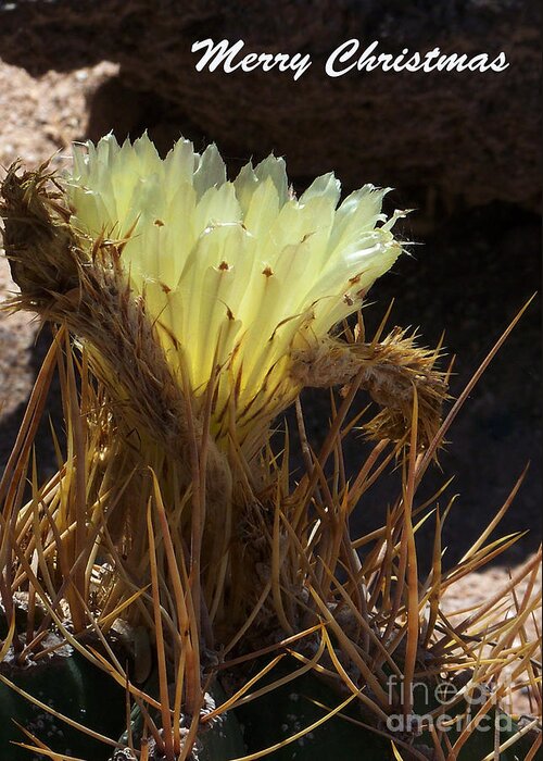 Missions Greeting Card featuring the photograph Barrel Cactus flower by Kathy McClure