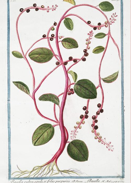 1700s Greeting Card featuring the photograph Basella Rubra by Rare Book Division/new York Public Library
