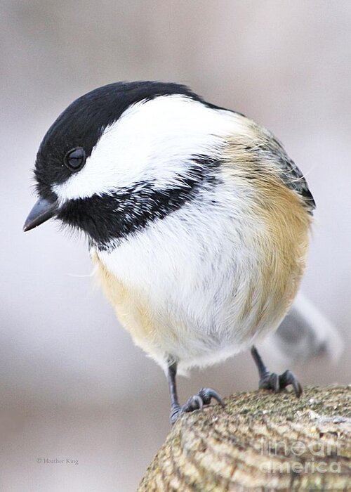 Nature Greeting Card featuring the photograph Bashful by Heather King