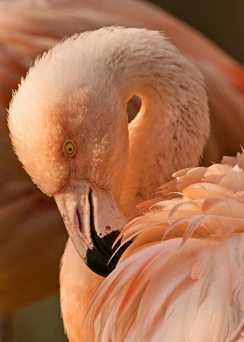 American Flamingo Greeting Card featuring the photograph Basking in the Light by Theo OConnor