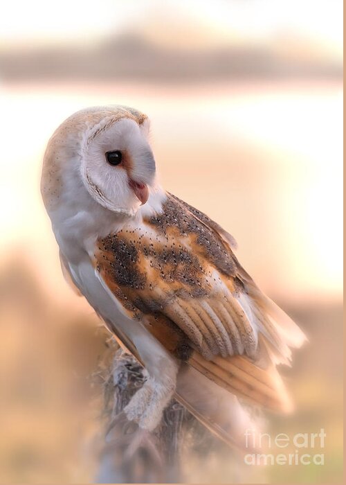Barn Owl Greeting Card featuring the photograph Basking In The Morning Sun by Mary Lou Chmura