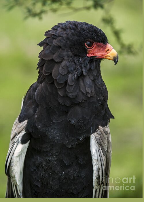 Close-up Greeting Card featuring the photograph Bateleur 3 by Arterra Picture Library