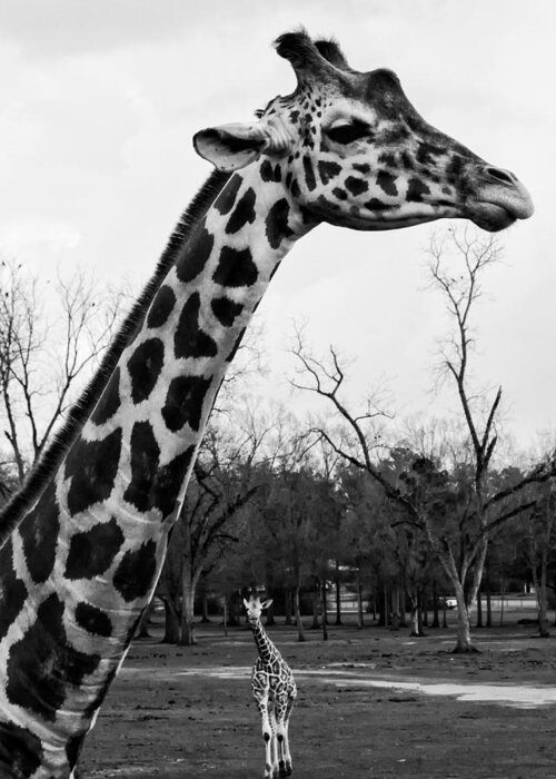 Giraffe Greeting Card featuring the photograph Battle of Heights by Photography By Sai