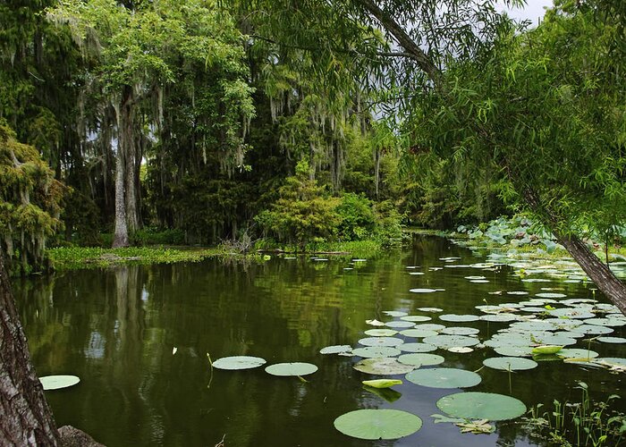 Bayou Greeting Card featuring the photograph Bayou Lushness by Rhonda McDougall