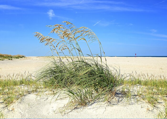 St Augustine Florida Greeting Card featuring the photograph Beach Wheat by Steven Michael