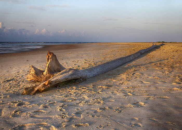 Ocean Greeting Card featuring the photograph Beached Tree Dawn by Alan Raasch
