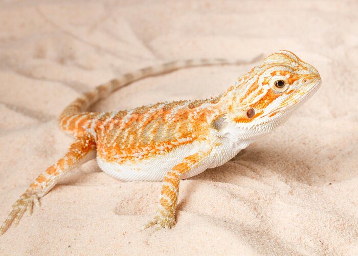 Animal Greeting Card featuring the photograph Bearded Dragon Pogona Sp. On Sand by David Kenny