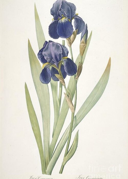 Pierre Joseph Redoute Greeting Card featuring the painting Bearded Iris by Pierre Joseph Redoute