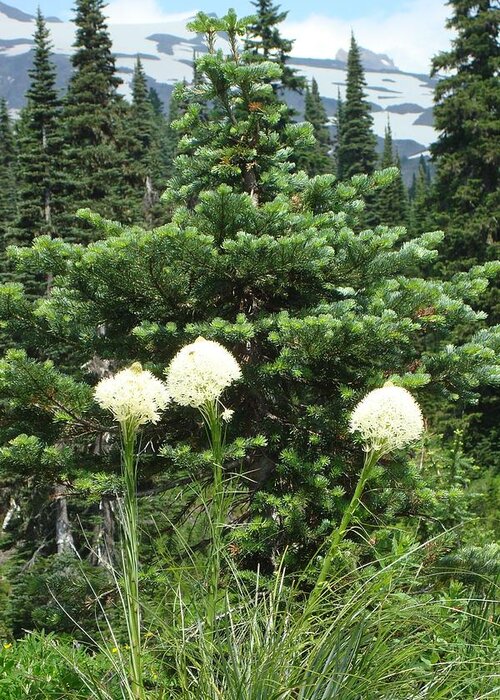 Beargrass Greeting Card featuring the photograph Beargrass by Susan Woodward