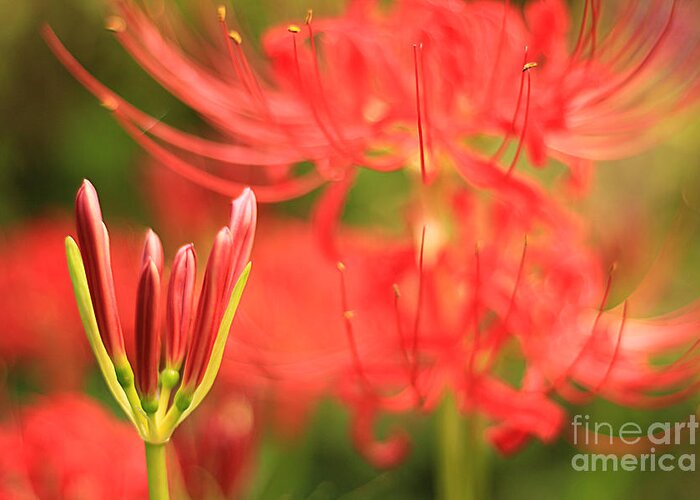 Red Spider Lily Greeting Card featuring the photograph Beautiful Amaryllis Flower Red Spider Lily aka Resurrection Lily by Beverly Claire Kaiya