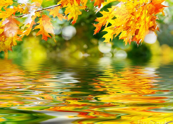 Beautiful Greeting Card featuring the photograph Beautiful Autumn Leaves by Boon Mee