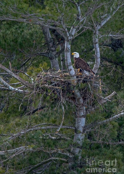 Landscape Greeting Card featuring the photograph Beautiful Bald Eagle and Her Nest by Cheryl Baxter
