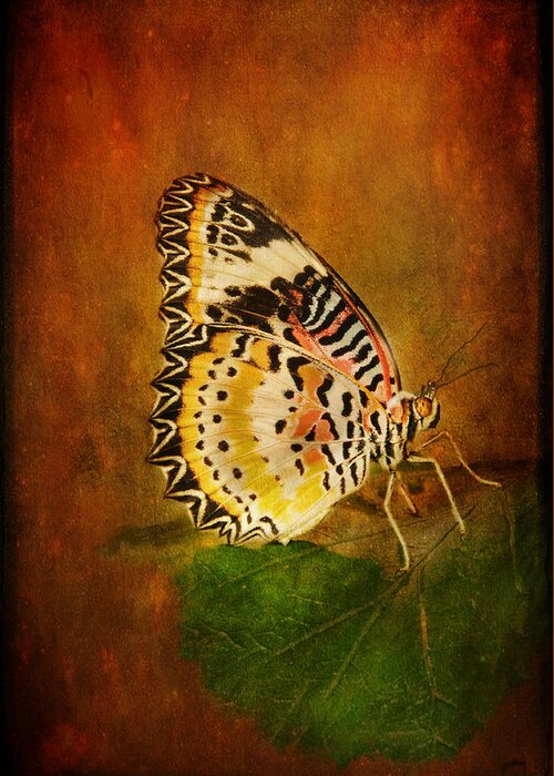 Butterfly Greeting Card featuring the photograph Beautiful Butterfly by Barbara Manis