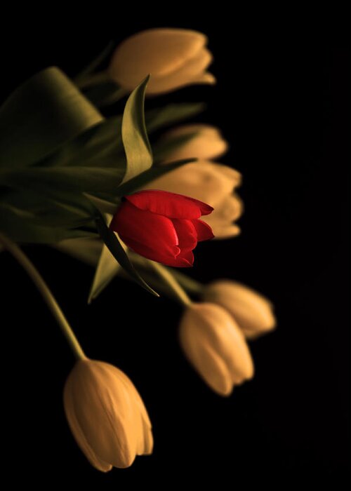 Tulip Greeting Card featuring the photograph Beautiful clear bronzed effect tulip bouquet by Matthew Gibson