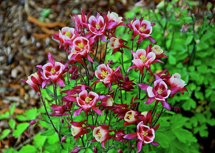 Columbine Greeting Card featuring the photograph Beautiful Columbine  by Ed Riche