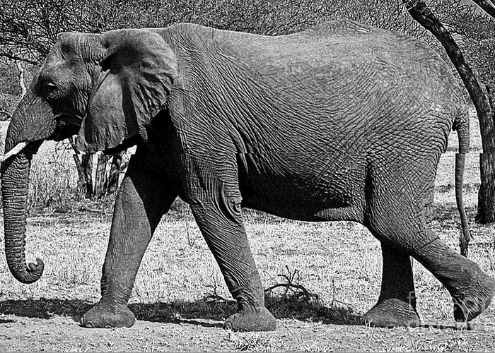 Elephant Greeting Card featuring the photograph Beautiful Elephant Black And White 45 by Boon Mee