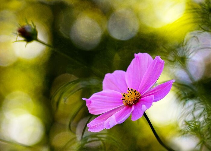 Cosmos Greeting Card featuring the photograph Beautiful Evening Pink Cosmos Wildflower by Tracie Schiebel