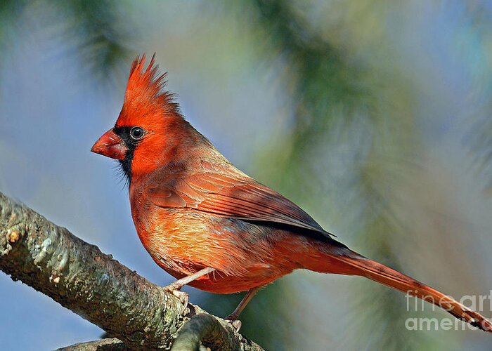 Cardinal Greeting Card featuring the photograph Beautiful Female Cardinal by Rodney Campbell
