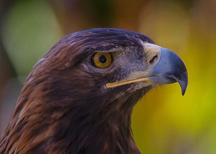 Golden Eagle Greeting Card featuring the photograph Beautiful Golden Eagle by Garry Gay