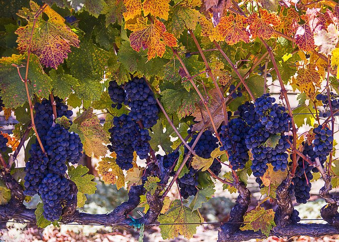 Grapes Greeting Card featuring the photograph Beautiful Grape Harvest by Garry Gay