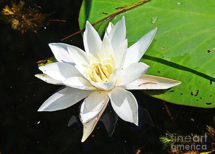 Lily Greeting Card featuring the photograph Beautiful lily by Karin Ravasio