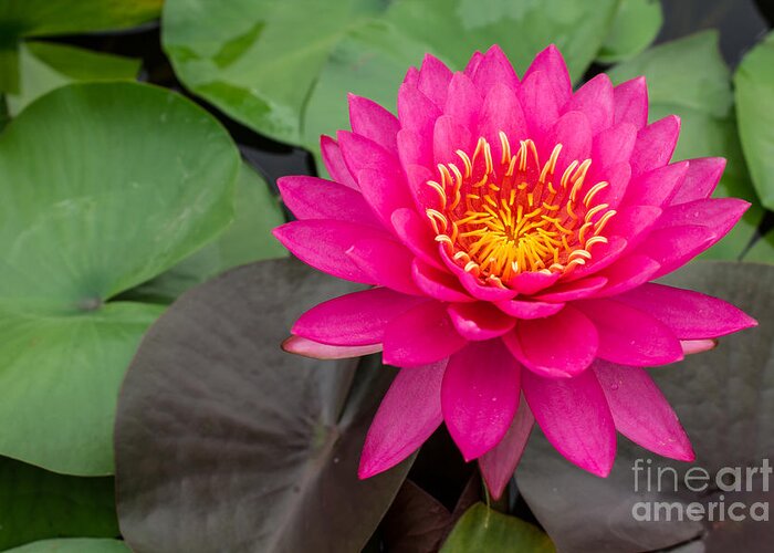 Aquatic Greeting Card featuring the photograph Beautiful Pink Waterlily by Tosporn Preede