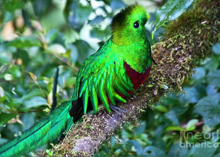 Bird Greeting Card featuring the photograph Beautiful Quetzal 2 by Heiko Koehrer-Wagner