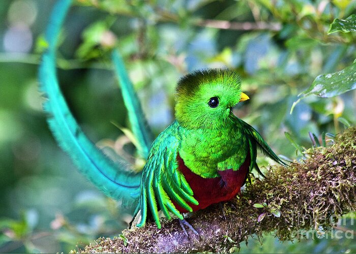 Bird Greeting Card featuring the photograph Beautiful Quetzal 5 by Heiko Koehrer-Wagner