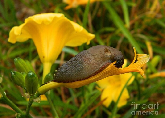 Slug Greeting Card featuring the photograph Beautiful Slug by Gallery Of Hope 
