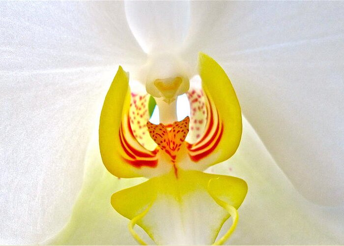 Orchid Greeting Card featuring the photograph Beautiful white orchid by Sue Morris