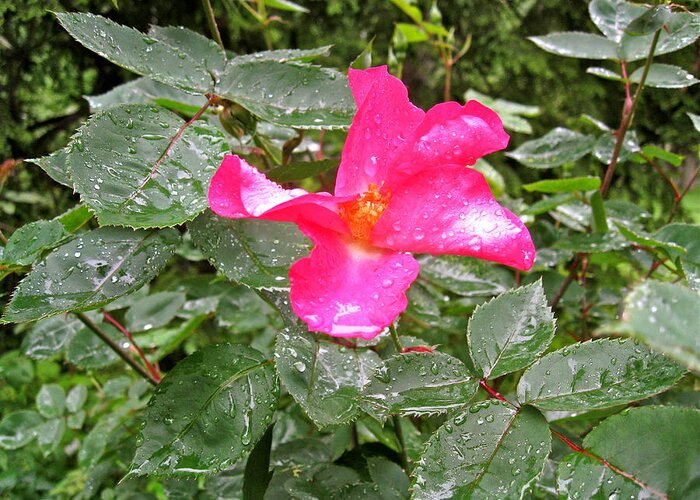 Flower Greeting Card featuring the photograph Beauty After The Rain by Felix Zapata