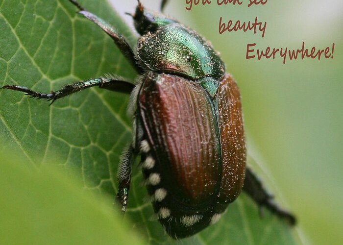 Scripture Nature Beetle Greeting Card featuring the photograph Beauty Everywhere by Sandra Clark
