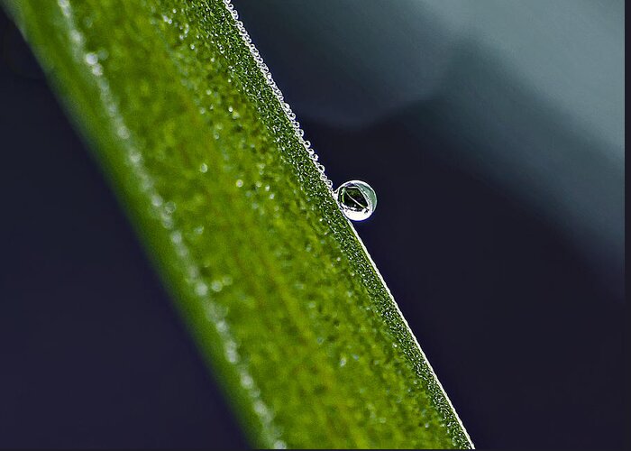 Nature Greeting Card featuring the photograph Beauty In A Dew Drop by Michael Whitaker
