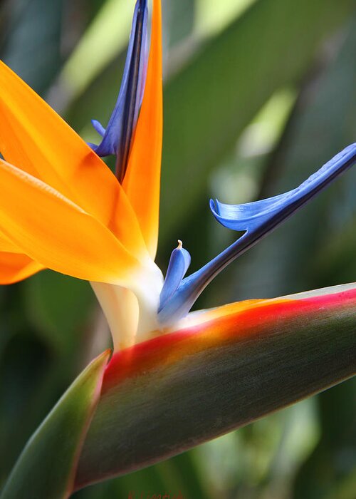 Bird Of Paradise Greeting Card featuring the photograph Beauty in Paradise by Kerri Ligatich