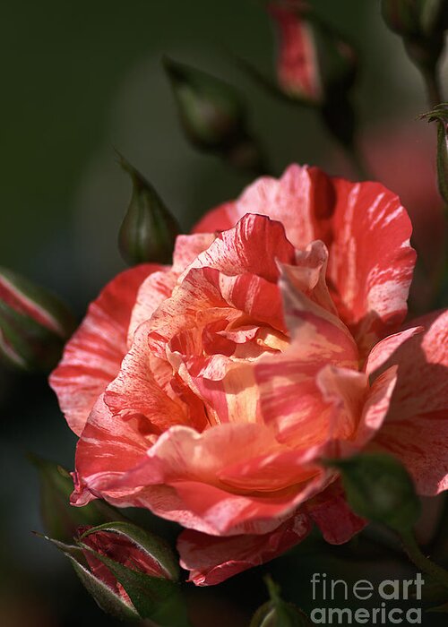Grimaldi Rose Greeting Card featuring the photograph Beauty Of Rose by Joy Watson