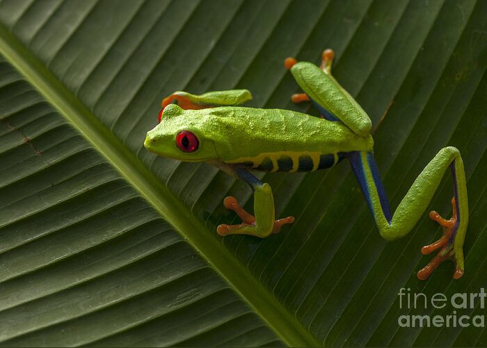Frog Greeting Card featuring the photograph Beauty Of Tree Frogs Costa Rica 8 by Bob Christopher