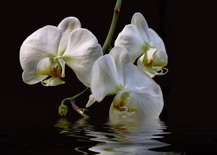 White Orchids Greeting Card featuring the photograph White Orchids by Peggy Collins