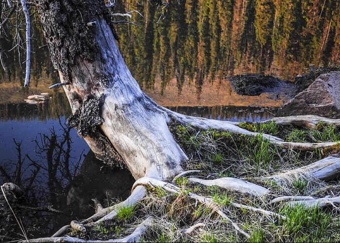 Colorado Greeting Card featuring the photograph Beaver Pond Reflection 2 by Aaron Spong