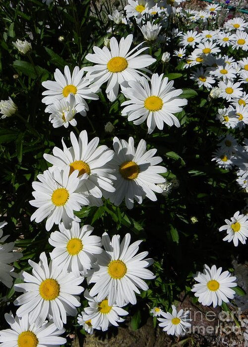 Daisy Greeting Card featuring the photograph Bed of Daisies by KD Johnson