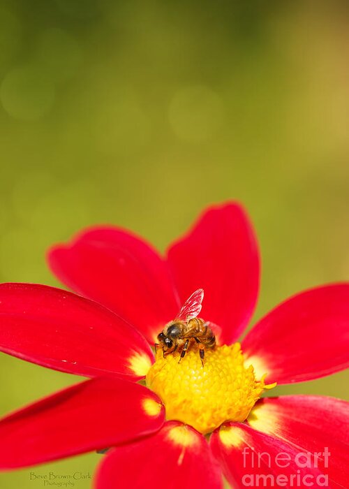 Dahlia Greeting Card featuring the photograph Bee-autiful by Beve Brown-Clark Photography