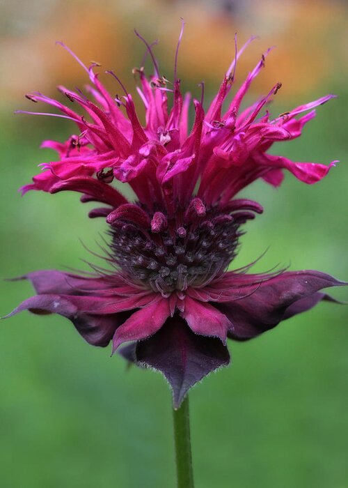 Bee Balm Greeting Card featuring the photograph Bee Balm by Lori Deiter