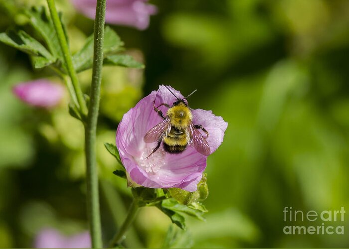 Bumble Bee Macro Greeting Card featuring the photograph Bee Free by Dan Hefle