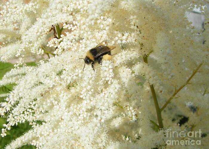 Bumble Bee Greeting Card featuring the photograph Bee Gathering Pollen by Ann E Robson