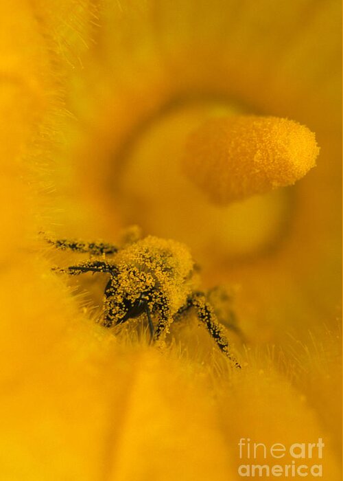 Bee Greeting Card featuring the photograph Bee in Pollen by Chris Scroggins
