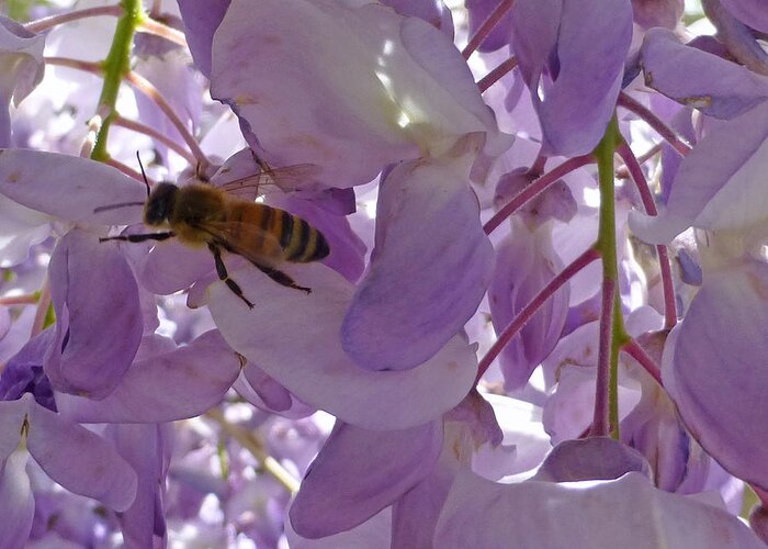Honey Greeting Card featuring the photograph Bee in Wisteria by Claudia Goodell