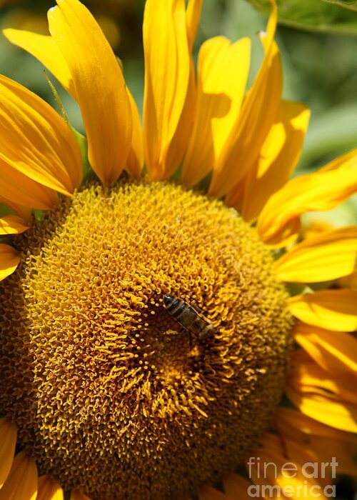 Sunflower Greeting Card featuring the photograph Bee Lunch by Christiane Schulze Art And Photography