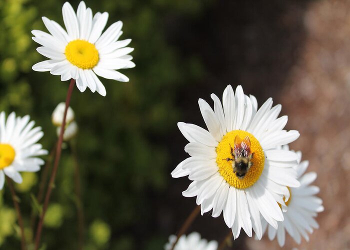 Daisy Greeting Card featuring the photograph Bee on a Daisy 2 by Cathy Anderson